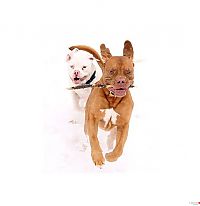 Fauna & Flora: dog