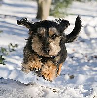 Fauna & Flora: dog
