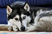Fauna & Flora: dog
