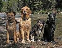 Fauna & Flora: dog