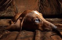 Fauna & Flora: dog
