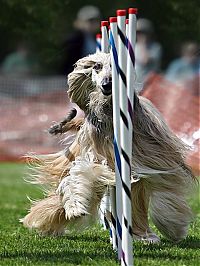 Fauna & Flora: dog