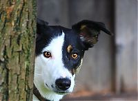 Fauna & Flora: dog