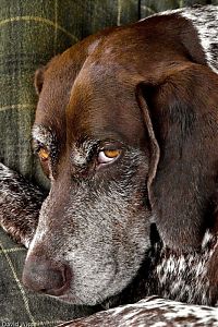 Fauna & Flora: dog