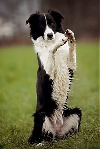 Fauna & Flora: dog