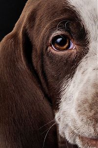 Fauna & Flora: dog