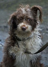 Fauna & Flora: dog
