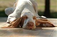 Fauna & Flora: dog