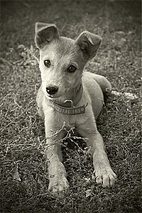 Fauna & Flora: dog