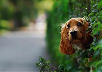 Fauna & Flora: dog