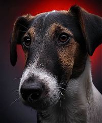 Fauna & Flora: dog