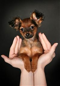 Fauna & Flora: dog
