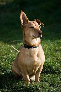 Fauna & Flora: dog