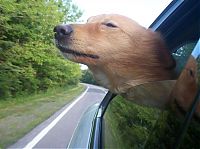 Fauna & Flora: dog