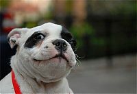 Fauna & Flora: dog