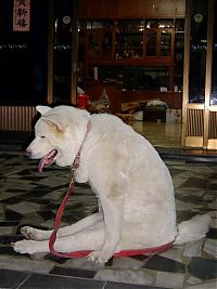 Fauna & Flora: dog