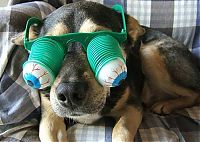 Fauna & Flora: dog
