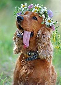 Fauna & Flora: dog