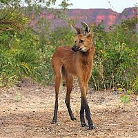 Fauna & Flora: maned wolf