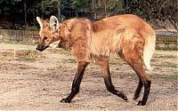 Fauna & Flora: maned wolf