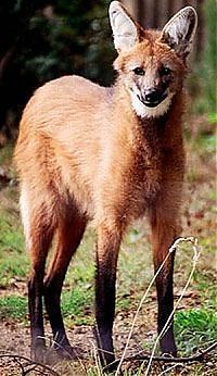 Fauna & Flora: maned wolf