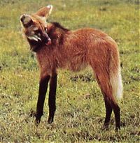 Fauna & Flora: maned wolf