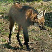 Fauna & Flora: maned wolf