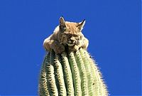 TopRq.com search results: bobcat climbed high to escape