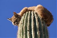 TopRq.com search results: bobcat climbed high to escape