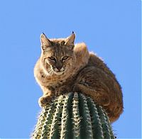 Fauna & Flora: bobcat climbed high to escape