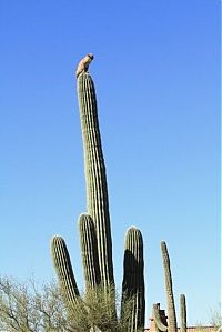 Fauna & Flora: bobcat climbed high to escape