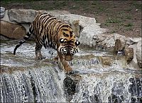 Fauna & Flora: tiger in the waterfall