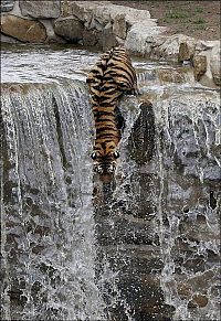 Fauna & Flora: tiger in the waterfall