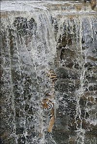 TopRq.com search results: tiger in the waterfall