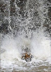 Fauna & Flora: tiger in the waterfall