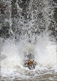 TopRq.com search results: tiger in the waterfall