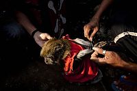 Fauna & Flora: Monkey performs on the street, Indonesia