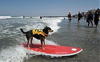 Fauna & Flora: Surf Dog Championship 2011, Coronado Bay Resort, California, United States