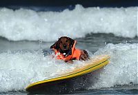 TopRq.com search results: Surf Dog Championship 2011, Coronado Bay Resort, California, United States