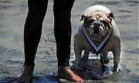 TopRq.com search results: Surf Dog Championship 2011, Coronado Bay Resort, California, United States
