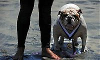 Fauna & Flora: Surf Dog Championship 2011, Coronado Bay Resort, California, United States