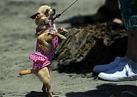 TopRq.com search results: Surf Dog Championship 2011, Coronado Bay Resort, California, United States