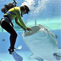 Fauna & Flora: feeding whale shark