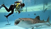 Fauna & Flora: feeding whale shark