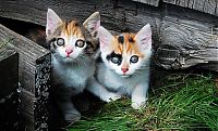 Fauna & Flora: kitten