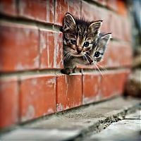 Fauna & Flora: kitten