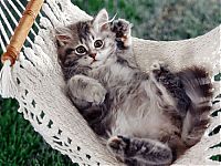 Fauna & Flora: kitten