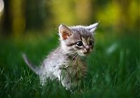 Fauna & Flora: kitten