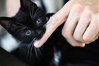 Fauna & Flora: kitten