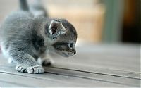 Fauna & Flora: kitten